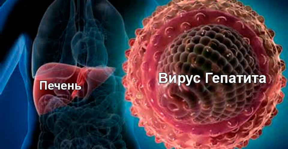 Доклад: Вирусный гепатит